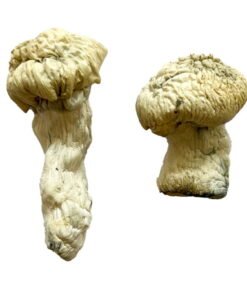 Shakti (Albino Malabar) Magic Mushrooms online kaufen