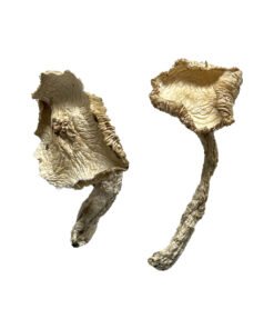 Stakz Magic Mushrooms online kaufen