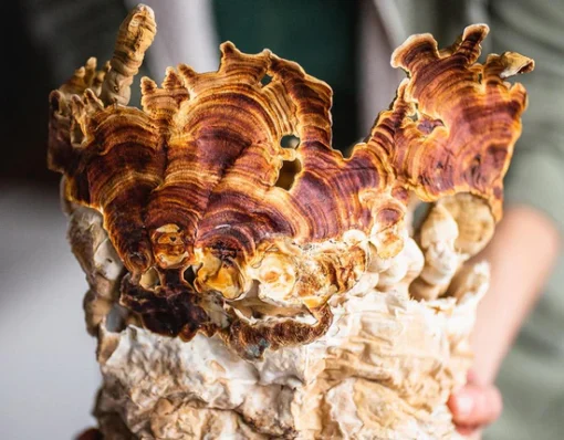 Stay Wyld Organics – Reishi-Pilz-Kapseln (Flasche mit 90 Stück)