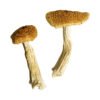 Teonanacatl Magic Mushrooms online kaufen