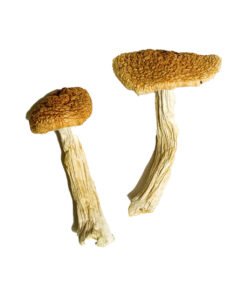 Teonanacatl Magic Mushrooms online kaufen