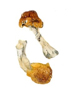 Texas Orange Cap Magic Mushrooms Onine kaufen