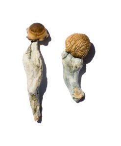 Trans Envy Magic Mushrooms online kaufen