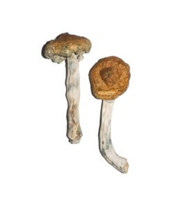 Vietnamesische Magic Mushrooms online kaufen