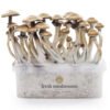 Zauberpilz-Zuchtset Golden Teacher XP von FreshMushrooms®