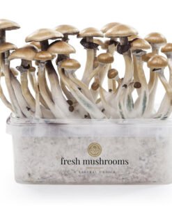 Zauberpilz-Zuchtset Golden Teacher XP von FreshMushrooms®